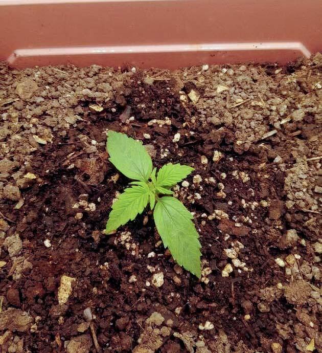 Росток Godfather OG Auto от 7CH American на 1 неделе