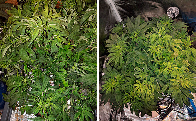 6 неделя Tutankhamon от Pyramid Seeds