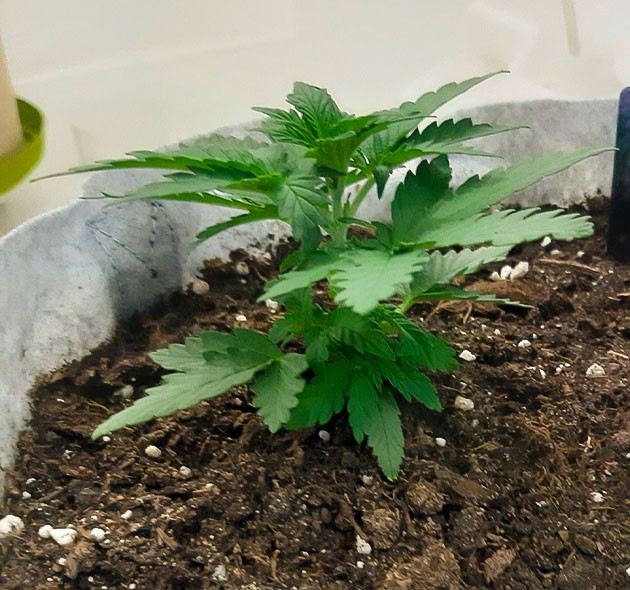 Gorilla Auto: первые дни роста