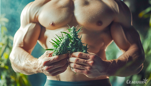 Тонкости влияния каннабиса на массу тела