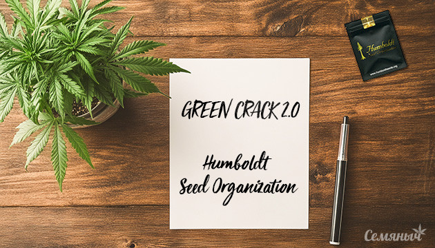 Выращивание сорта конопли Green Crack 2.0 от Humboldt Seed Organization Сорт конопли Green Crack 2.0 от Humboldt Seed Organization