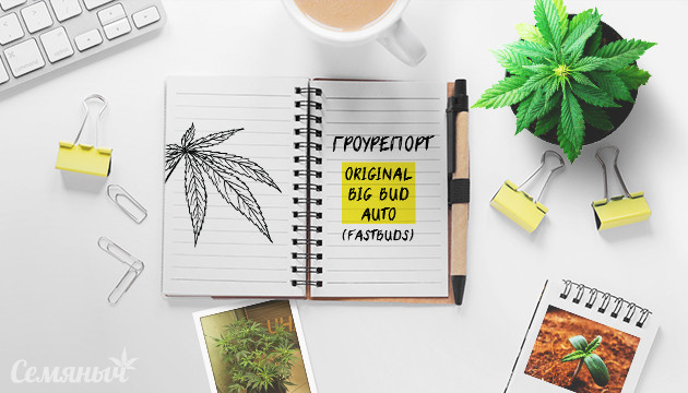 Выращивание сорта Original Big Bud Auto Гроурепорт сорта марихуаны Original Big Bud Auto