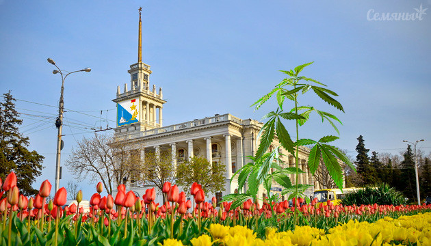 В центре Севастополя марихуана выросла на клумбе