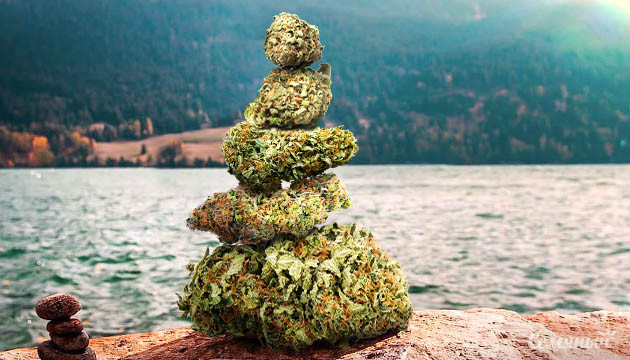 Релаксирующие сорта Баланс из шишек