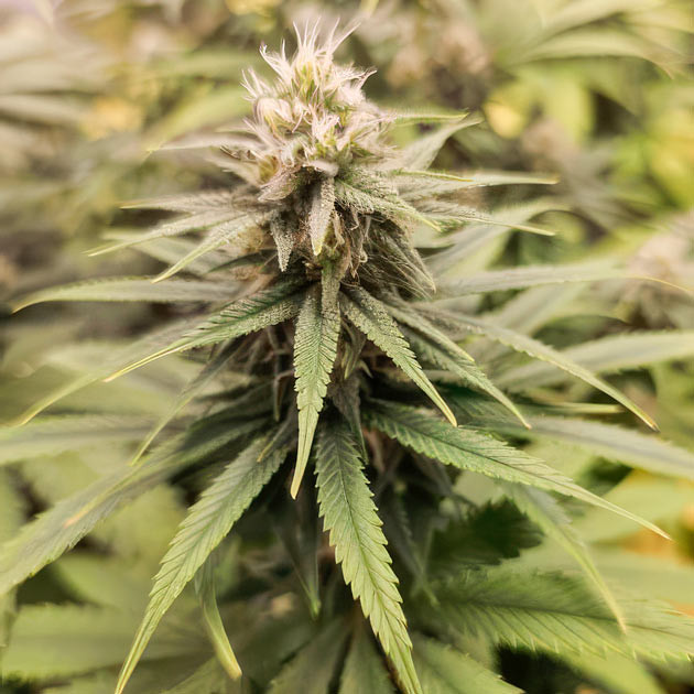 Увеличение шишек конопли