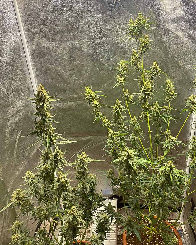 Подготовка к харвесту конопли Banana Purple Punch Auto подготовка к харвесту Banana Purple Punch Auto