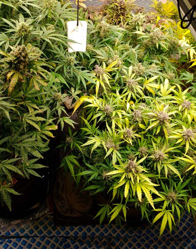 Внешний вид кустов № 1 и № 3 Потемнение соцветий на одном кусте