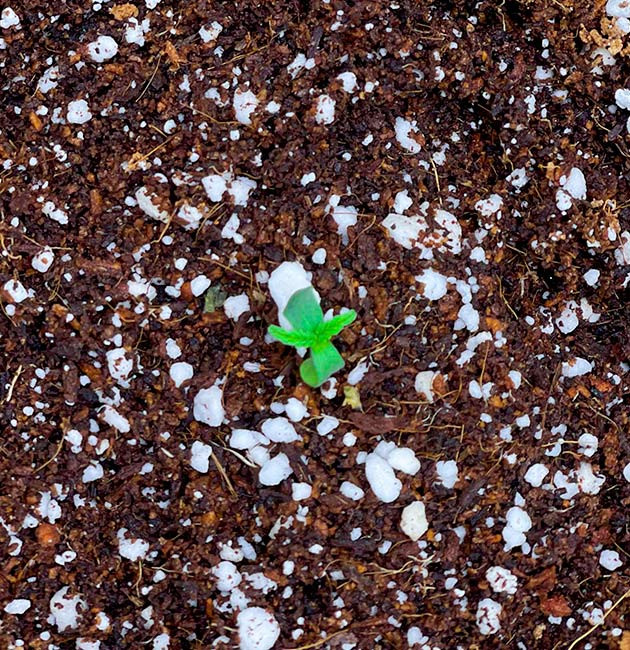 Пророст семян сорта Bruce Banner Auto Проращивание семян конопли Bruce Banner Auto