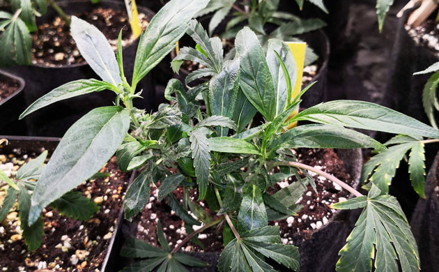 Листья с одним «пальцем»