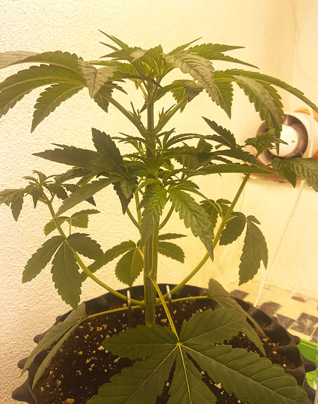 Третья неделя вегетации Кустик высотой 30 см