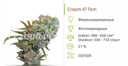 Cream 47 от Sweet Seeds