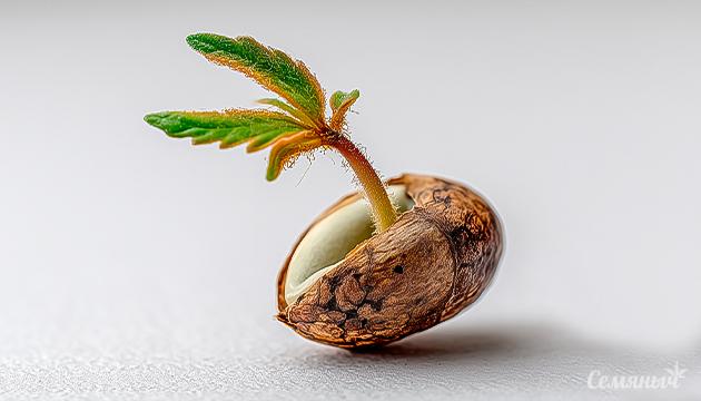 Что такое метод скарификации и как его можно применять на практике