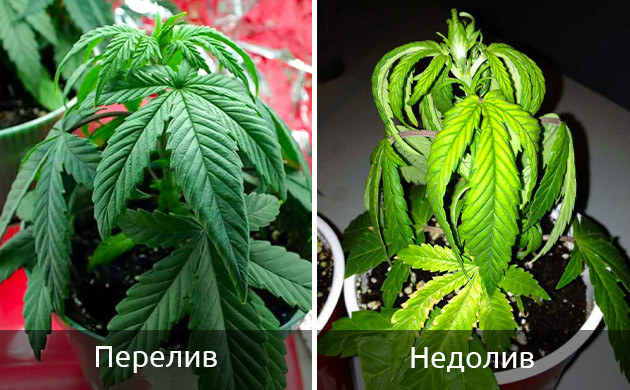 Качество грунта ростков каннабиса