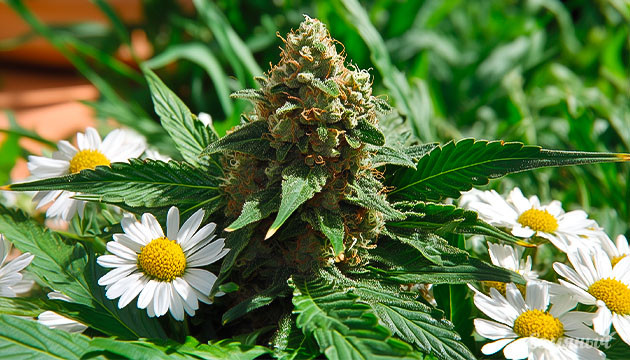 Терпен бисаболол