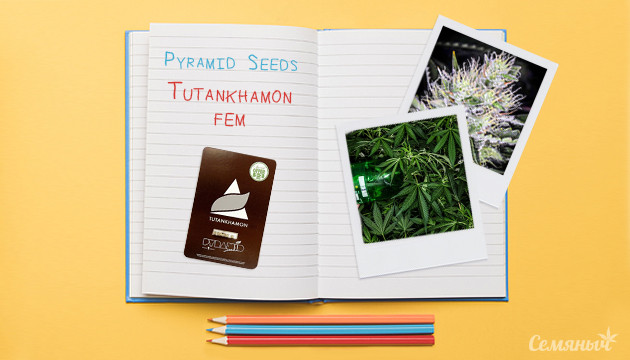 Грокрепорт Tutankhamon fem от Pyramid Seed