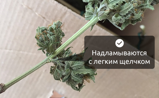 Как определить результат сушки конопли