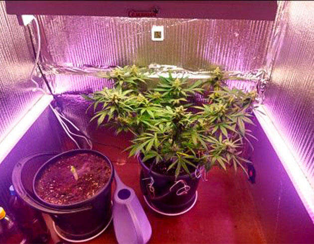 Кусты Auto Tutankhamon на 12 неделе выращивания