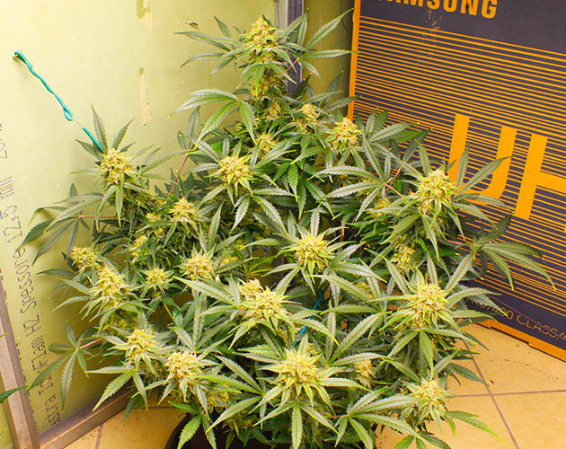 Куст конопли с древесным и мускусным ароматом Шишки индичной структуры