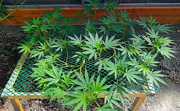 Формирование кроны каннабиса с обрезкой лишних листьев