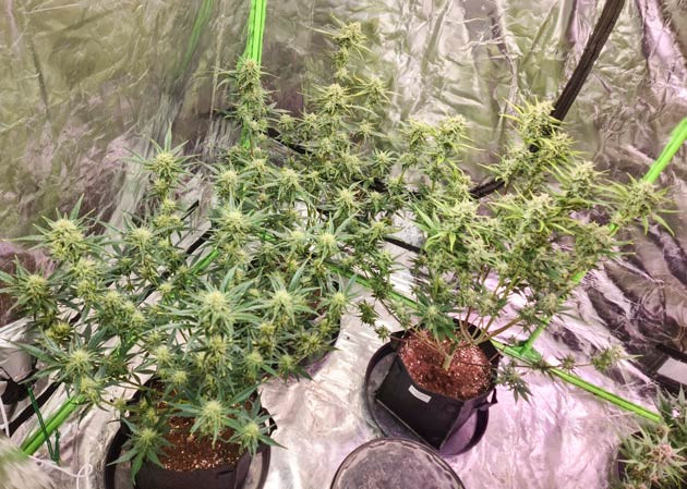 Эффект дефолиации на Banana Purple Punch Auto