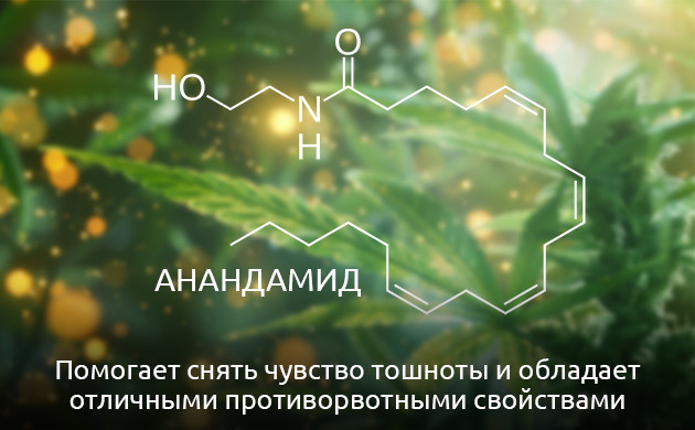 Анандамид и его роль в снятии тошноты