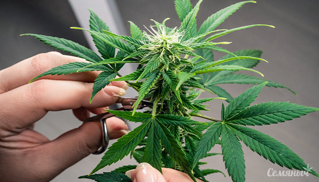 Обрезка цветущего куста