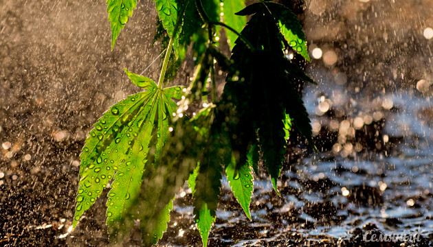 Конопля под дождем