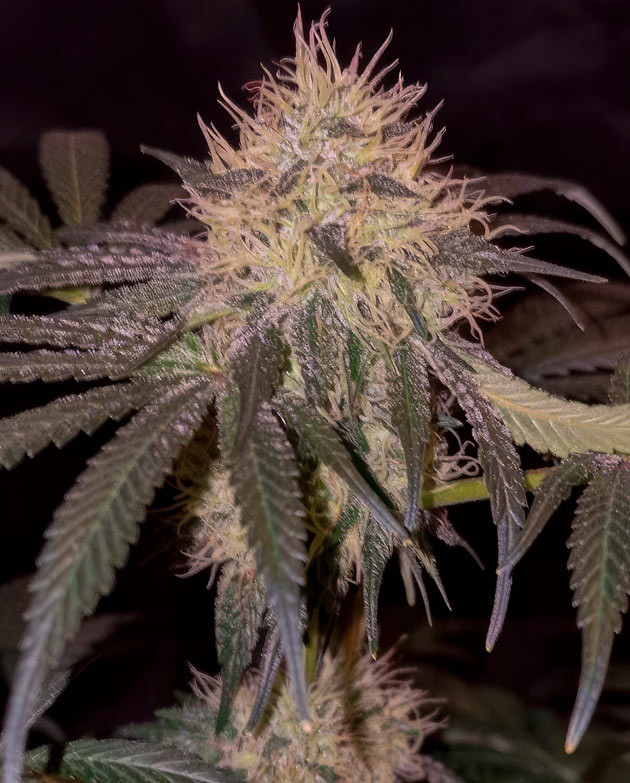 Формирование трихом у конопли