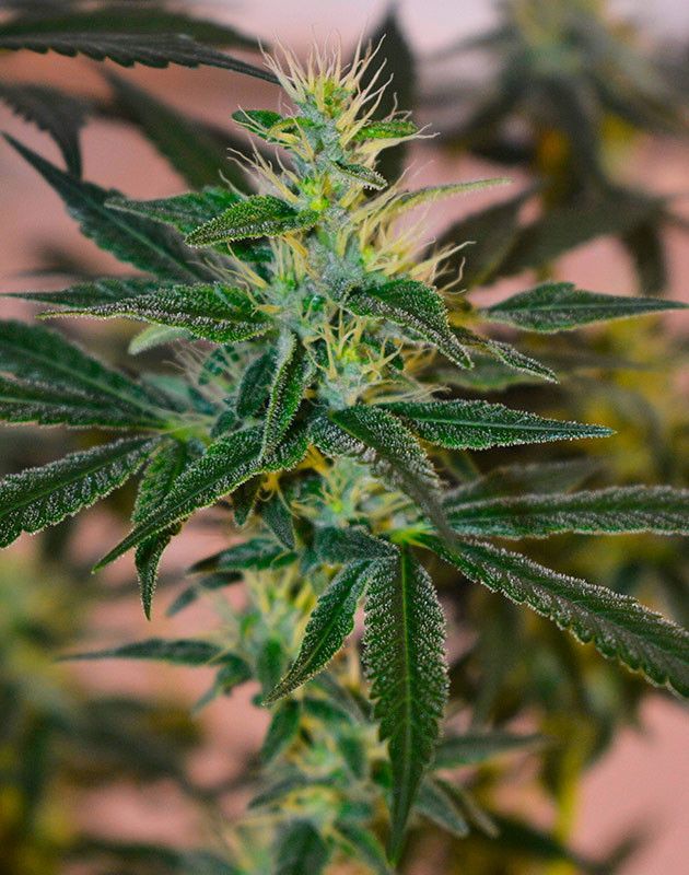 Соцветие конопли Бутон с белыми стигмами