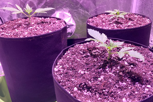 Проращивание сорта Rock Machine Auto Росток Rock Machine Auto от Doctor's Choice на 1 неделе