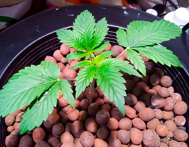 3 неделя выращивания марихуаны