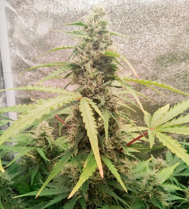 Рыхлые соцветия конопли