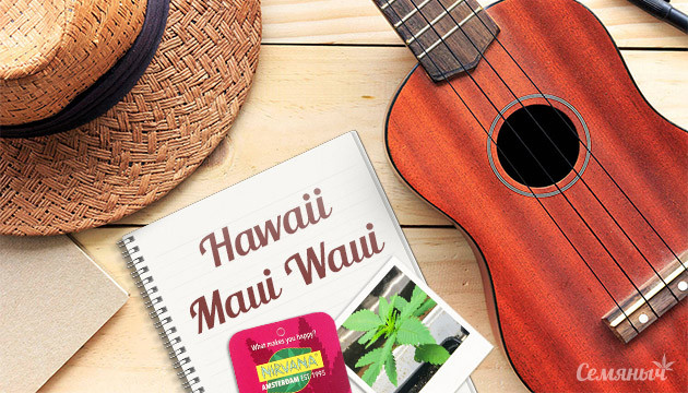 Гроурепорт сорта Hawaii Maui Waui
