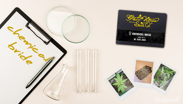 Гроурепорт сорта конопли Chemical Bride