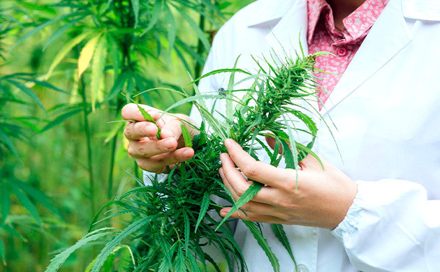 Ручная обработка кустов против вредителей конопли Ручная обработка каннабиса