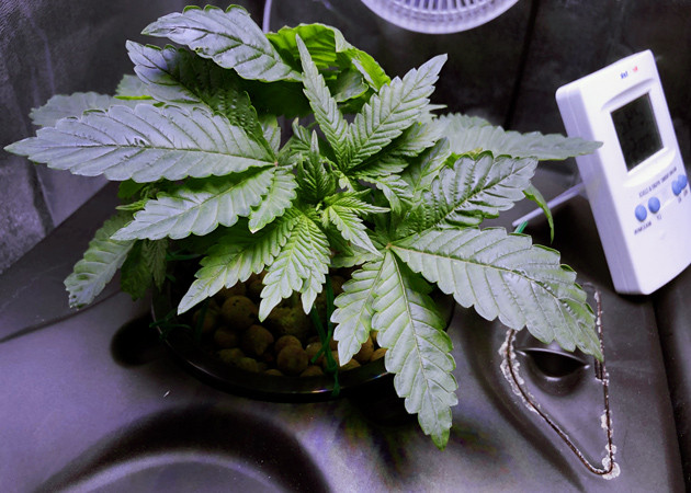 Появился запах конопли