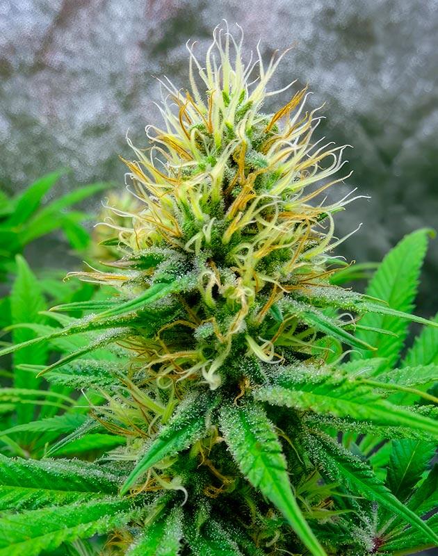 Плотные смолистые соцветия каннабиса за 2–3 недели до харвеста
