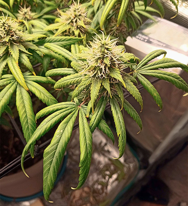 Снижение концентрации удобрений у Bruce Banner #3