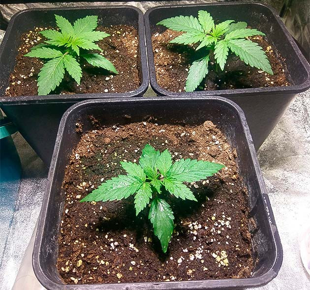 Zkittlez Auto дневник по выращиванию