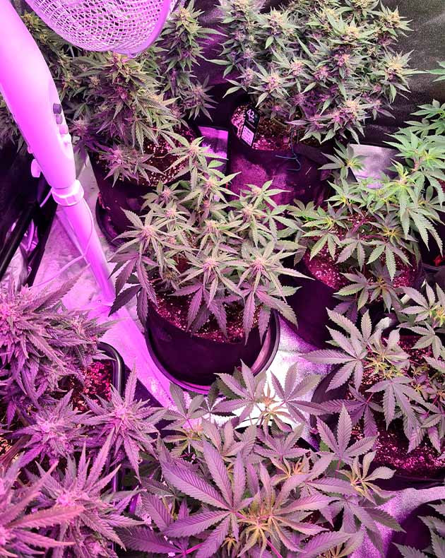 Цветущие кусты конопли