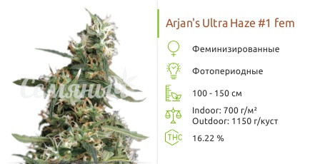Сорт марихуаны Arjan's Ultra Haze 1 Arjan's Ultra Haze #1 от Green House Seeds
