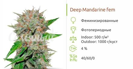 Сорт конопли Deep Mandarine Deep Mandarine fem (Delicious Seeds)
