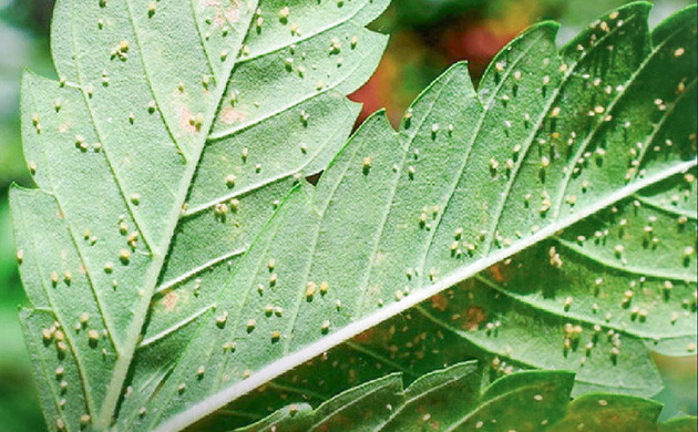 Как бороться с микроклещами на конопле Как избавиться от микроклещей на конопле