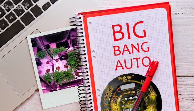 Выращивание сорта Big Bang Auto