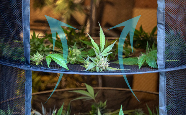 Сетка для сушки конопли