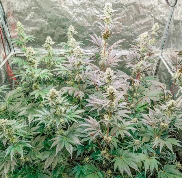 Появление фиолетового цвета у конопли