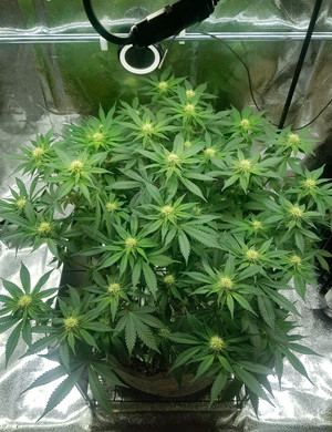 Дефолиация листьев конопли