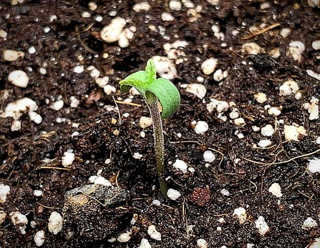 Проращивание семян конопли Pineapple Chunk