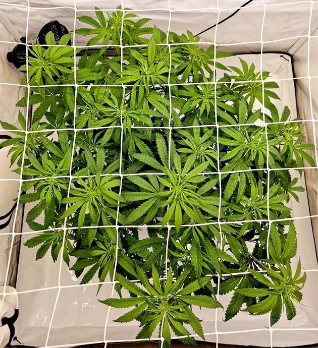 Куст Super Silver Haze на 7 неделе выращивания