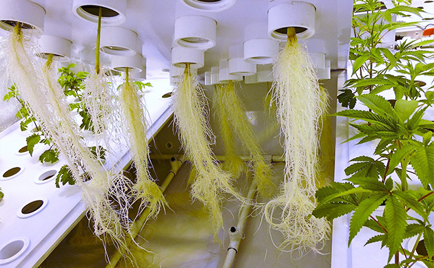 Выращивание конопли в гидоопонике
